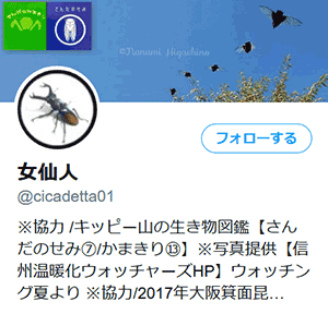 @cicadetta01
